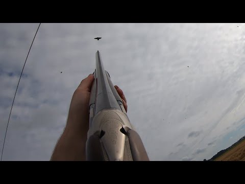 Видео: Охота на ворон и голубей - Дюжина птиц с лабрадором