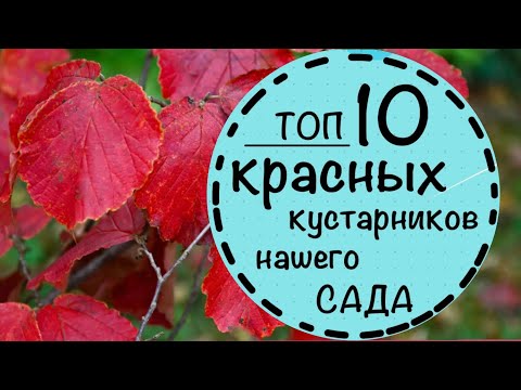 Видео: Самые красивые кустарники осени в нашем саду. Топ 10 кустарников с краской листвой.