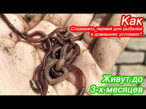 Видео: Как хранить ЧЕРВЕЙ для РЫБАЛКИ в ДОМАШНИХ УСЛОВИЯХ? У меня черви живут по 2-3 МЕСЯЦА