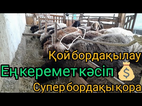 Видео: Қой бордақылау.Бордақыға керемет қора.Ұсақ малға супер откорм әдісі