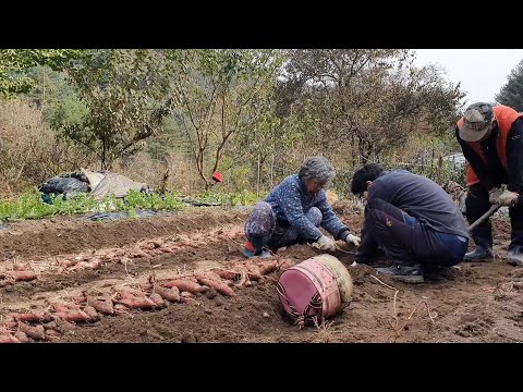 Видео: (Корейская деревня) Выкапывание батата, арахиса и имбиря и употребление тыквенной каши.