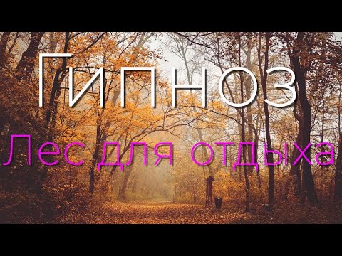 Видео: Гипноз: Лес для отдыха 4K 2022