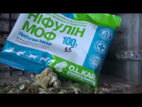 Видео: Лечим голубей от сальмонеллы и хрипоты, по наслышке.