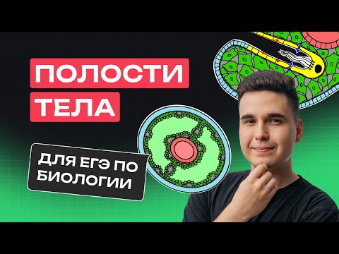 Видео: ПОЛОСТИ ТЕЛА для ЕГЭ по биологии (первичная, вторичная, целом, миксоцель) | NeoFamily
