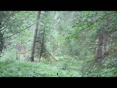 Видео: Cervus elaphus L Самка, кінець літа