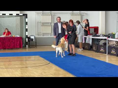 Видео: Выставка собак Фортуна. г. Темиртау