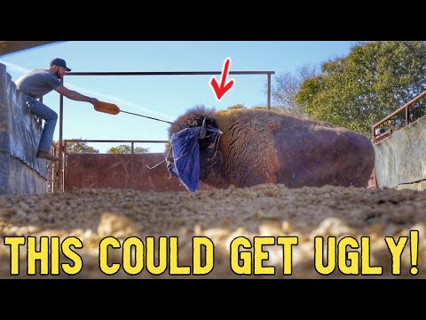 Видео: Большой Джо должен уйти!