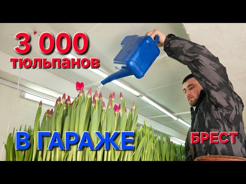 Видео: Тюльпаны в гараже. Брестчанин вырастил  3 тысячи тюльпанов в гараже #васькапилот