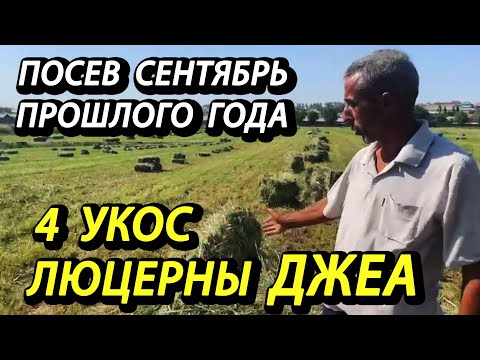 Видео: ИП "Хадиметов" в Сайраме произвели 4 укос люцерны ДЖЕА. Посев был в сентябре прошлого года