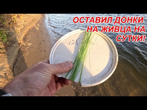 Видео: Оставил донки на живца на сутки! Река Ока! И вот какие экземпляры попались!