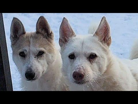 Видео: Помнить о лайках святое