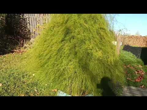 Видео: Ездили в п. Лальск, снова моем.