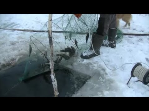 Видео: Рыбалка вентерями в январе