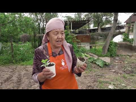 Видео: 3-Сабак: Үрөндү парникке отургузуу. Көчөттөрдү талаага отургузуу