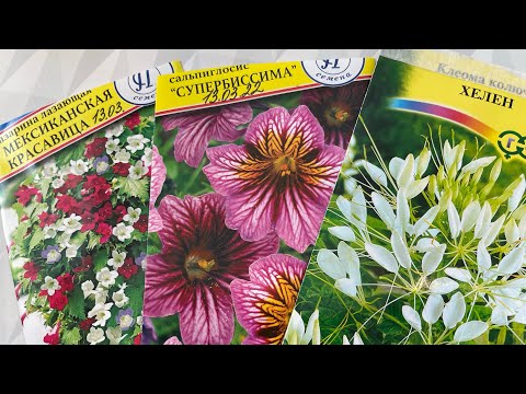 Видео: Сальпиглосис, Азарина и Клеома! 20дней рассаде. МОИ НОВИНКИ🌺