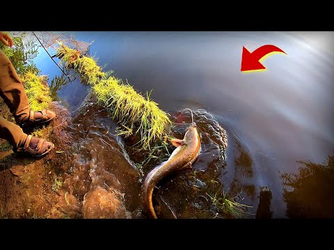 Видео: Жор Сома в спеку на Дніпрі !!! Пішло діло по сомам!