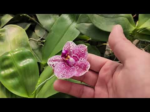 Видео: Эксклюзив все этого ждали!!! ОрхоРай у Mituo Orchid.