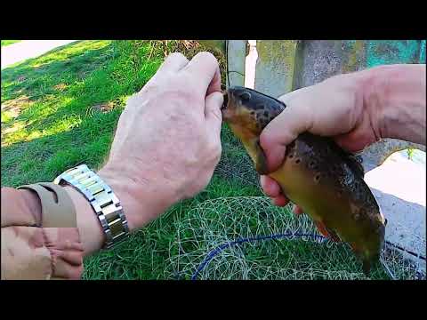 Видео: Форель прёт......