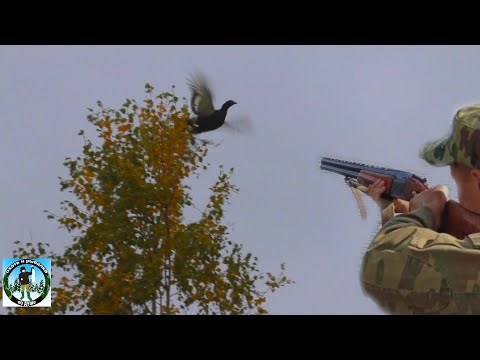 Видео: ПОДПУСТИЛ НА ВЫСТРЕЛ!! Охота на тетерева с подхода осенью 2022.