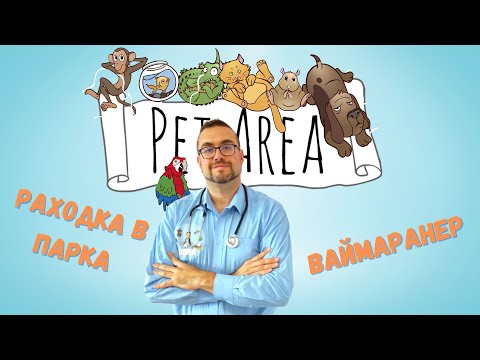 Видео: 🌞🐾🌳 РАЗХОДКА В ПАРКА! ВАЙМАРАНЕР!
