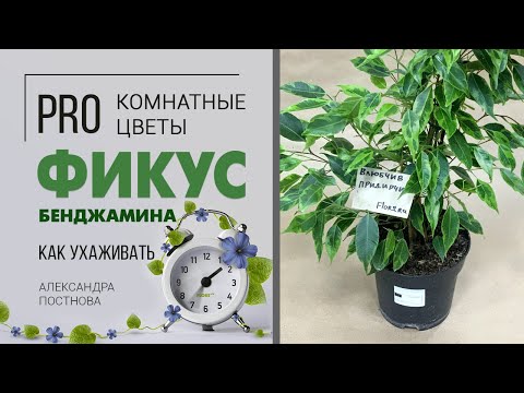 Видео: Фикус близкое знакомство | Фикус Бенджамина - комнатное растение для ценителей