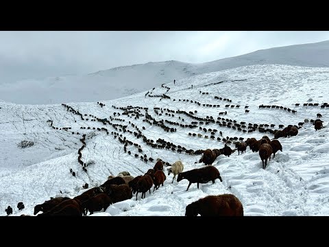 Видео: БОРЬБА ОВЕЦ ЗА НАЙДЕНИЕ ТРАВЫ ПОД СНЕГОМ - БЕЛЫЕ ГОРЫ