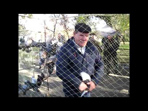 Видео: Выставка ярмарка голубей, декоративных птиц, г  Вознесенск, 16 11 24