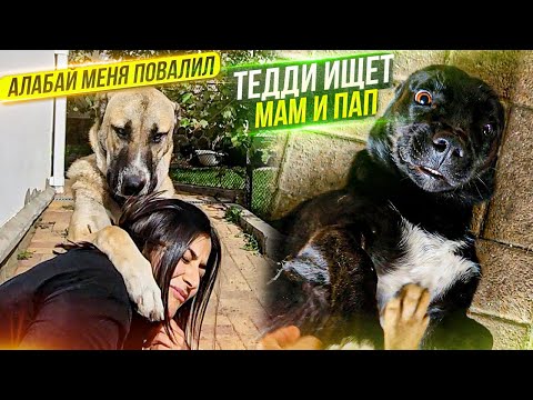 Видео: Алабай меня удивляет, взял и повалил. Обзор на хвостиков.