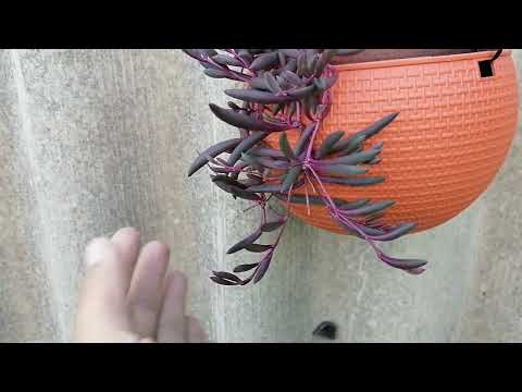 Видео: Покупки с валдберисс для цветов. И небольшой обзорчик)