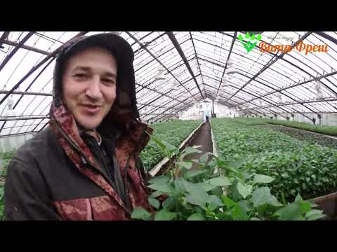 Видео: Сажаем перец в теплицу 11.03.2022 Вита Фреш