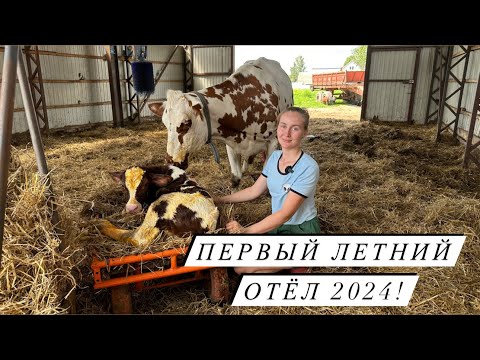 Видео: Отёл айрширской коровы! Кого принесла Горошка? Пополнение на Молодой Ферме!