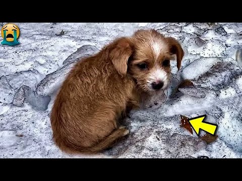 Видео: Щенок был выброшен в холодный снег, женщина проходила мимо и сделала нечто неожиданное.