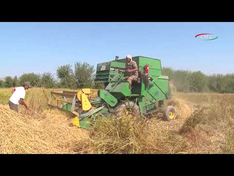 Видео: Таъмини амнияти озуқаворӣ тавассути баланд бардоштани истеҳсоли маҳсулоти кишоварзӣ.