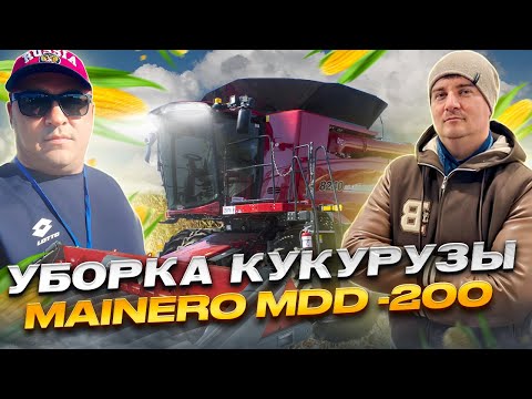 Видео: Технология уборки кукурузы безрядковой жаткой Mainero MDD - 200