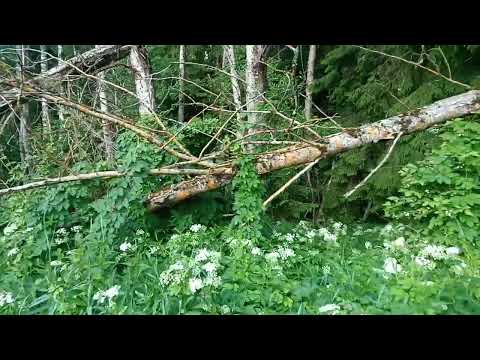 Видео: Проверка ловушек по маршруту 3