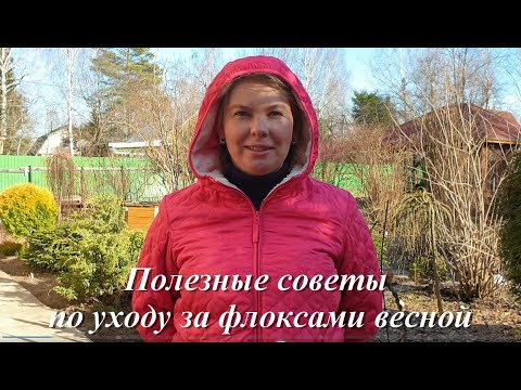 Видео: Флоксы весной. Советы по уходу и подкормке от Анны Калугиной