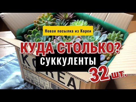 Видео: Новая посылка №3 с Суккулентами из Кореи / Распаковка Хавортий, Трункат и Сеянцев