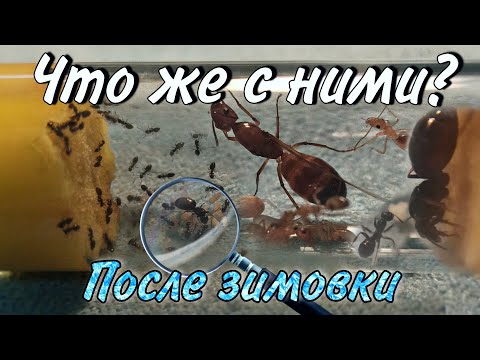 Видео: Обзор ВСЕХ колоний после зимы. Новые муравьи и Новый Формикарий! // Муравьиные новости #4.