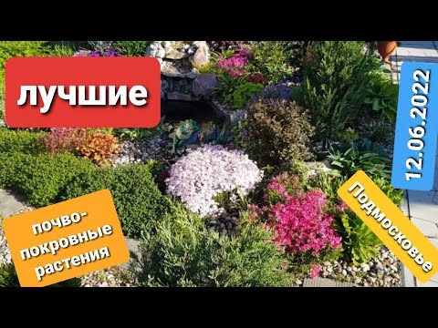 Видео: Лучшие почвопокровные растения/ Почвопокровные кустарники