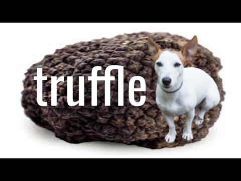 Видео: Супер Сара !!! Best Truffle-Hunting Dog |Трюфели| #blacktruffle #truffle