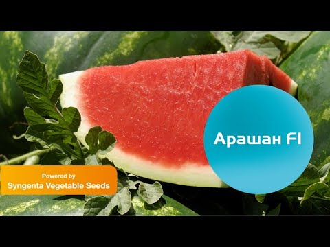 Видео: Арашан: синонимът на добре познатата добруджанска диня