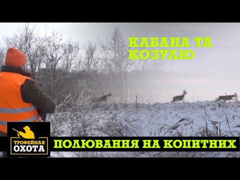 Видео: Полювання на Копитних | Трофейне Полювання №63