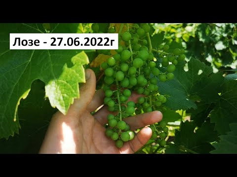 Видео: Лозе - 27.06.2022г