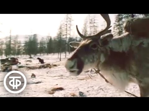 Видео: Дорога в будущее. Амуро-Якутская железнодорожная магистраль (1986)