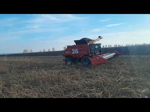 Видео: Второй день уборки чёрного золота.  Комбайны как муравьи.