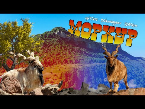 Видео: Тоҷикистон - Хатлон - Шамсиддин Шоҳин - Морхур / Tajikistan - Khatlon-Shamsiddin Shokhin - Morkhur