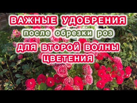 Видео: Золотые правила розовода - АВГУСТ РЕШАЕТ ВСЁ!!!