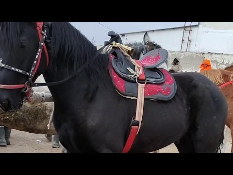 Видео: Тараз Жамбыл Ас-ер мал базары жылқылар Horse market beautiful silhouettes