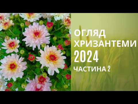 Видео: Огляд хризантеми 2024. Цвітіння на 28 вересня.