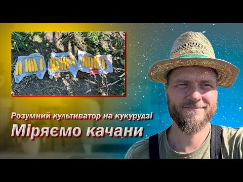 Видео: Розумний культиватор. Качани на кукурудзі